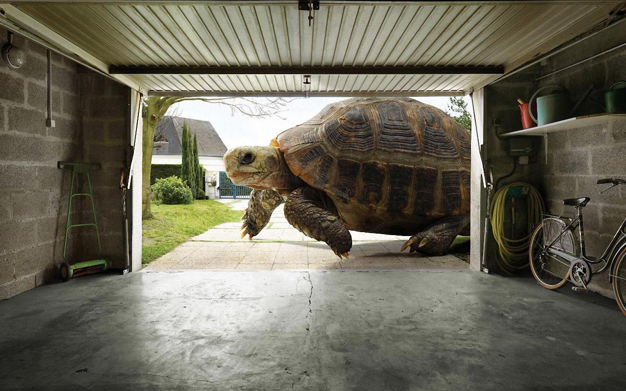 3d обои Домашние черепахи  ретушь # 76982