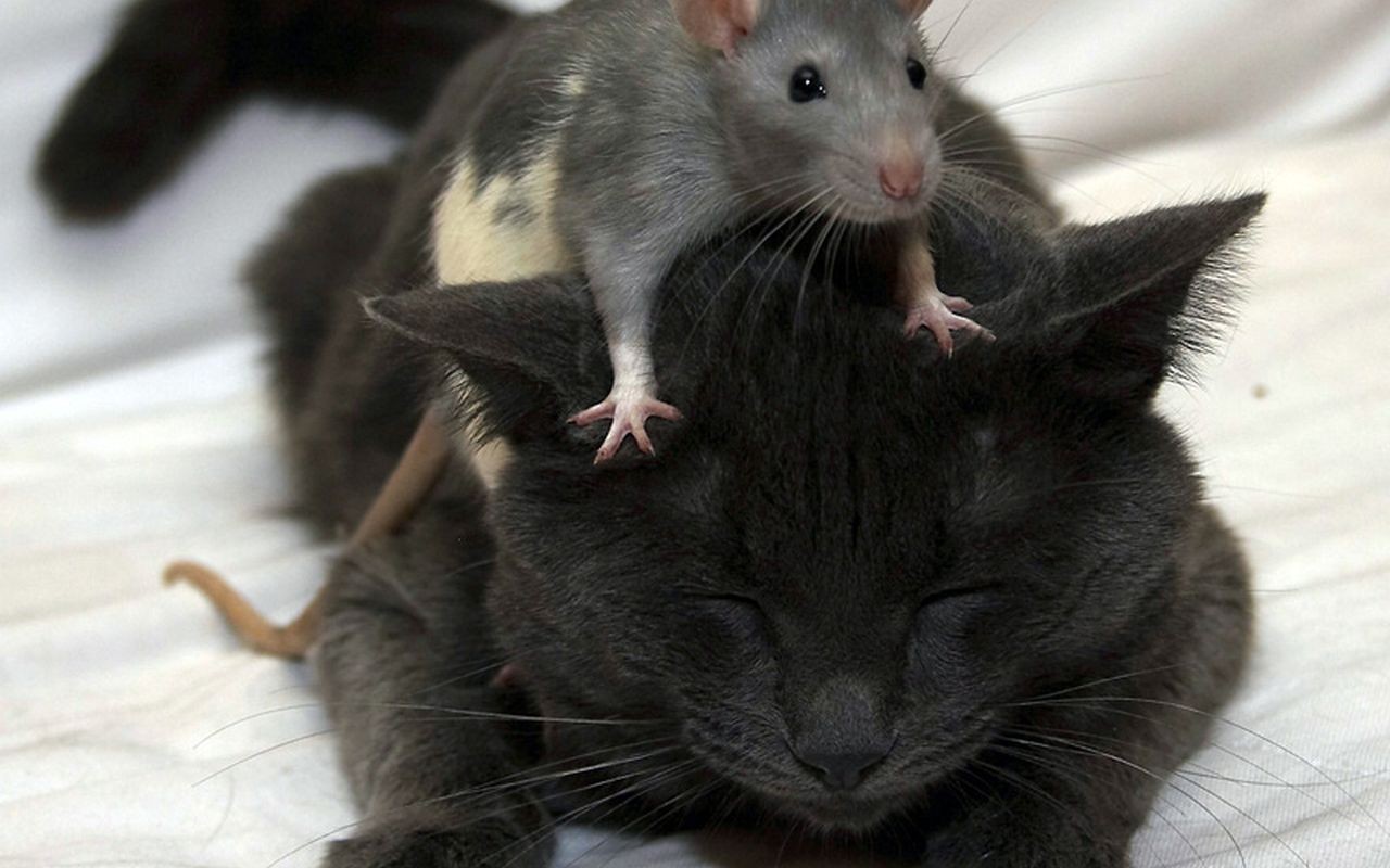 3d обои Дружба ( крыска забралась на спину кошки и неплохо там себя чувствует)  мыши # 59742