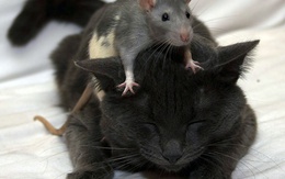 3d обои Дружба ( крыска забралась на спину кошки и неплохо там себя чувствует)  мыши