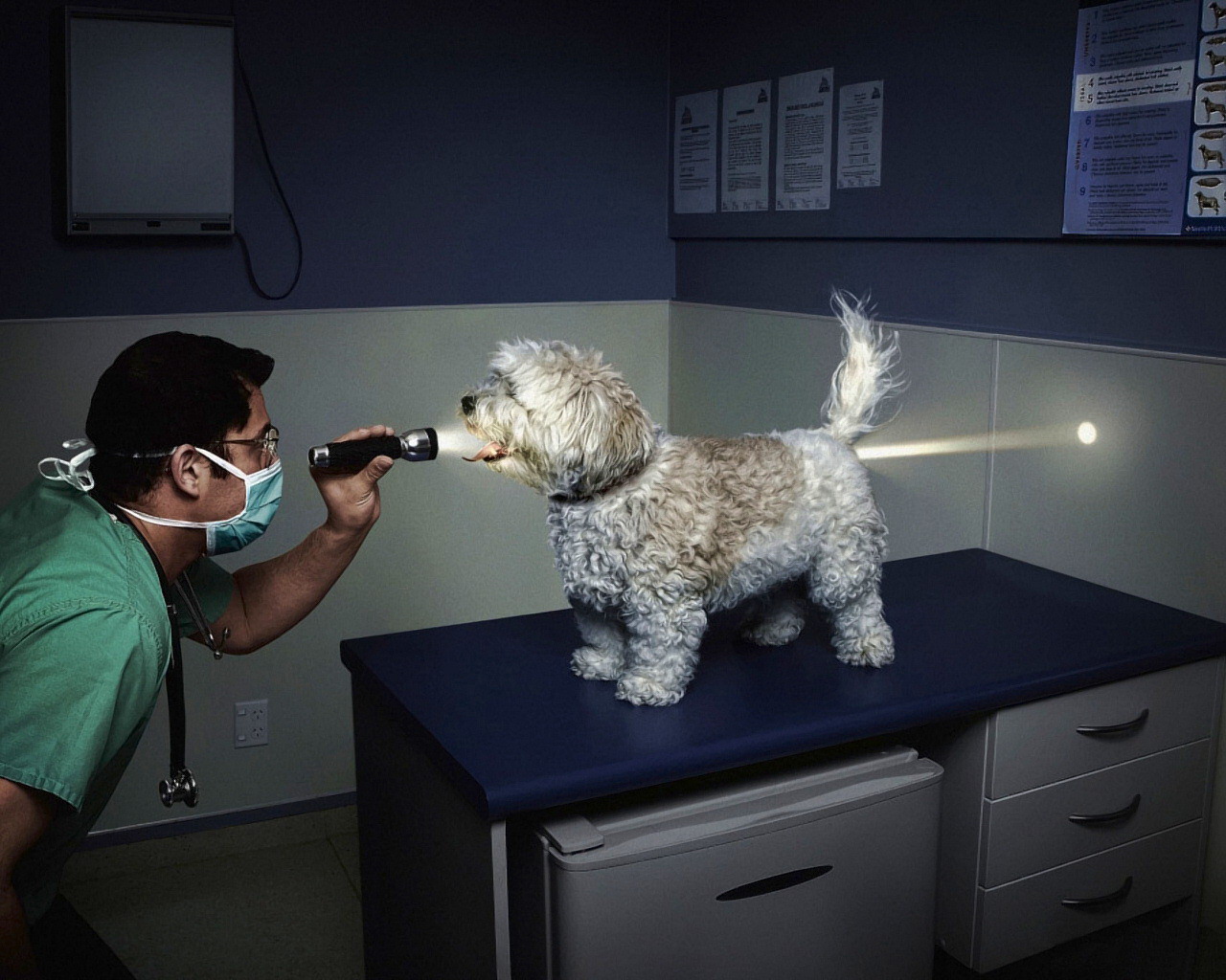 3d обои На приёме у ветеринара (врач светит фонариком болонке в рот, луч просвечивает её насквозь)  медицина # 53422