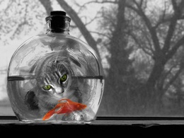 3d обои В круглой бутылке плавает золотая рыбка, а серый кот внимательно за ней наблюдает через отверстие  1280х960