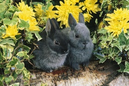 3d обои Темные кролики, влюбленная парочка, сидят среди цветов  позитив