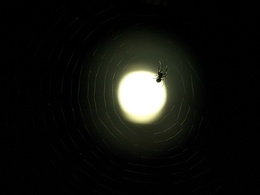3d обои Паутина, паук и над всем этим круглый диск луны  пауки