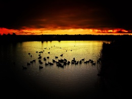3d обои Над озером угасают последние лучи солнца, на водяной глади виднеются силуэты заночевавший там большой стаи уток  птицы