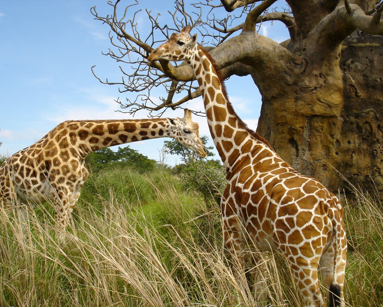 3d обои Два жирафа в саванне  жирафы # 40683