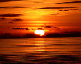 3d обои Закат солнца, тихие волны на море, два лебедя плывущие по водяной глади  солнце