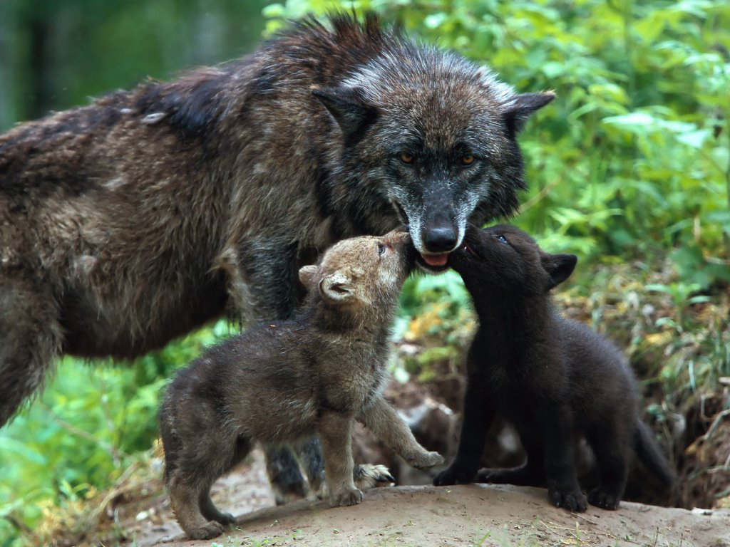 3d обои Волчица с детенышами  волки # 23436