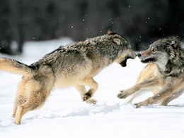3d обои Драка серых волков  волки
