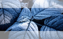 3d обои Синие листья покрытые инием  зима