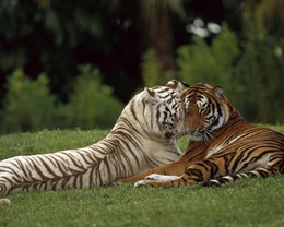 3d обои Два влюбленных тигра  любовь