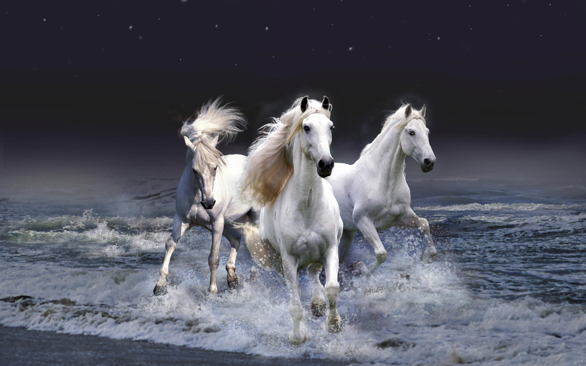 3d обои Три белых коня  выходят из воды  ночь # 67866