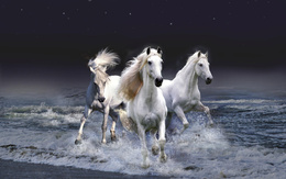 3d обои Три белых коня  выходят из воды  лошади