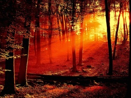 3d обои Лес, сквозь деревья пробиваются лучи солнца  солнце
