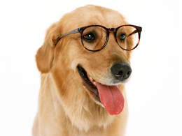 3d обои Светлый лабрадор в очках  собаки