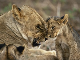 3d обои Мама львица явно не довольна своим львенком  прикольные