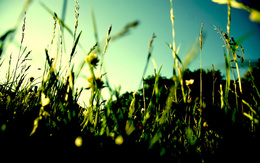 3d обои Зеленая травка в солнечных лучах  лето