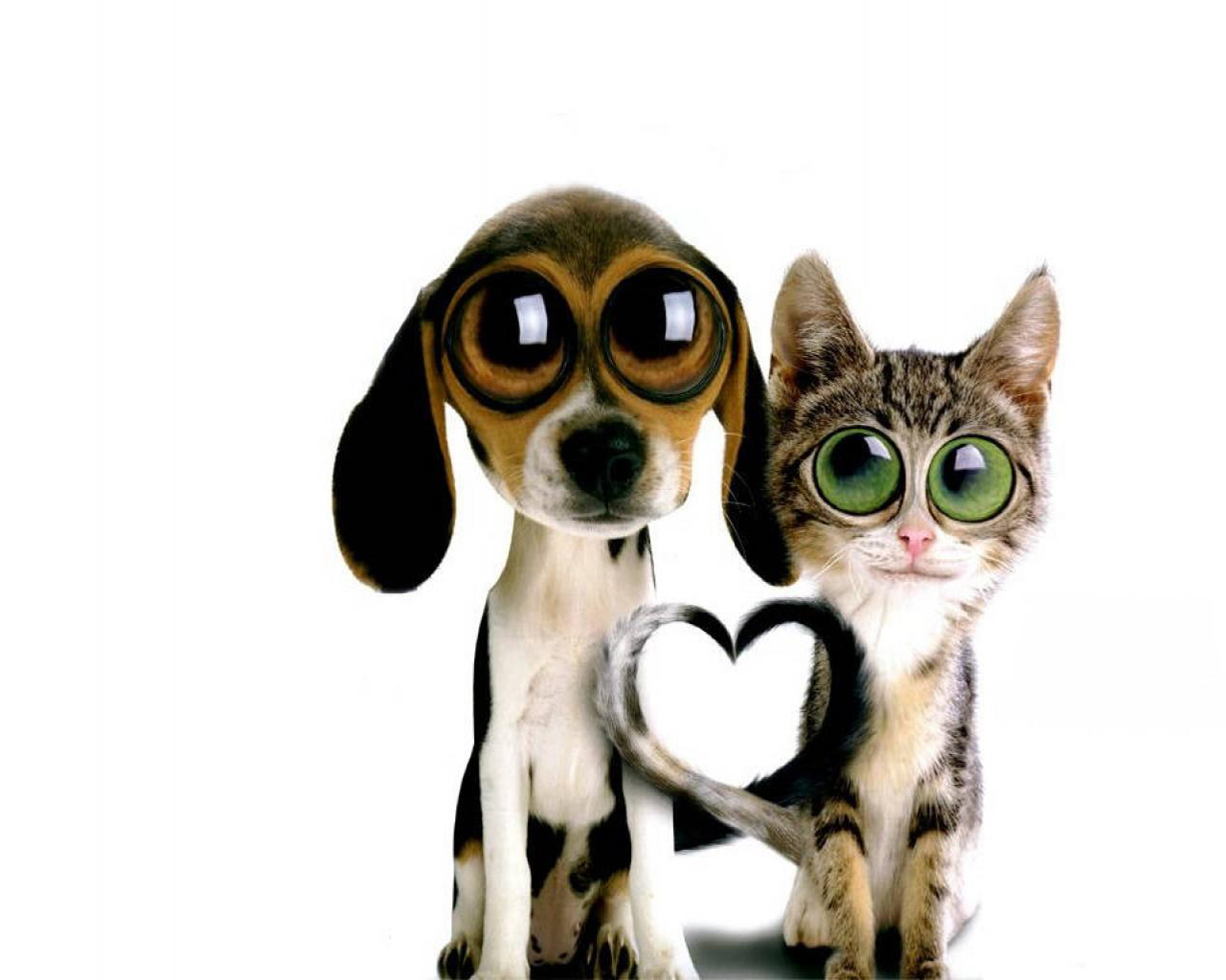 3d обои Кошка и собачка с большими глазами, хвосты сложены сердечком  смешные # 80364