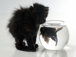 3d обои чёрный котёнок с рыбкой  смешные
