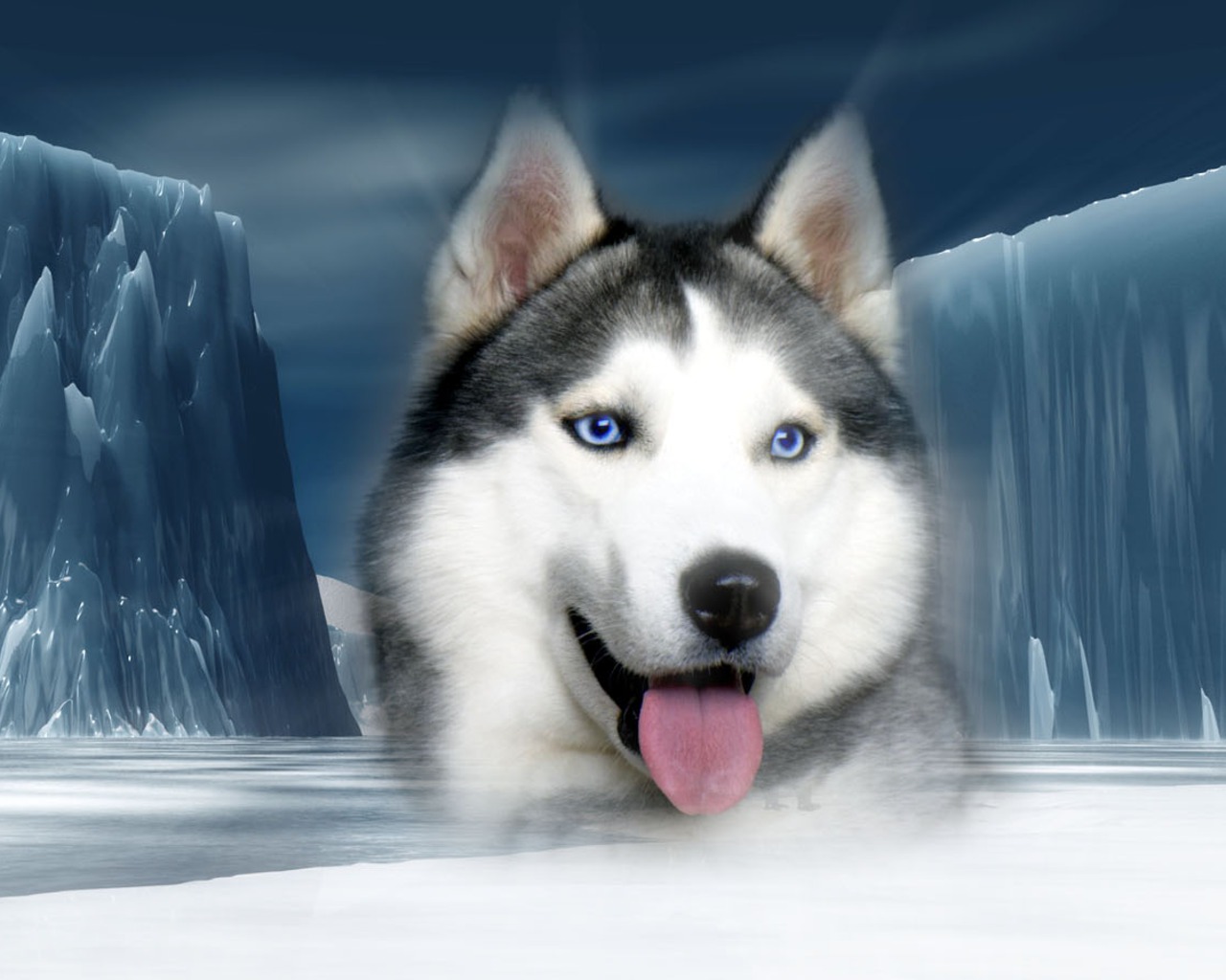 3d обои Сибирская хаски на фоне айсбергов  собаки # 81432