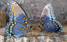 3d обои Красивые бабочки беседуют о чём-то своём, о бабском..  1440х900