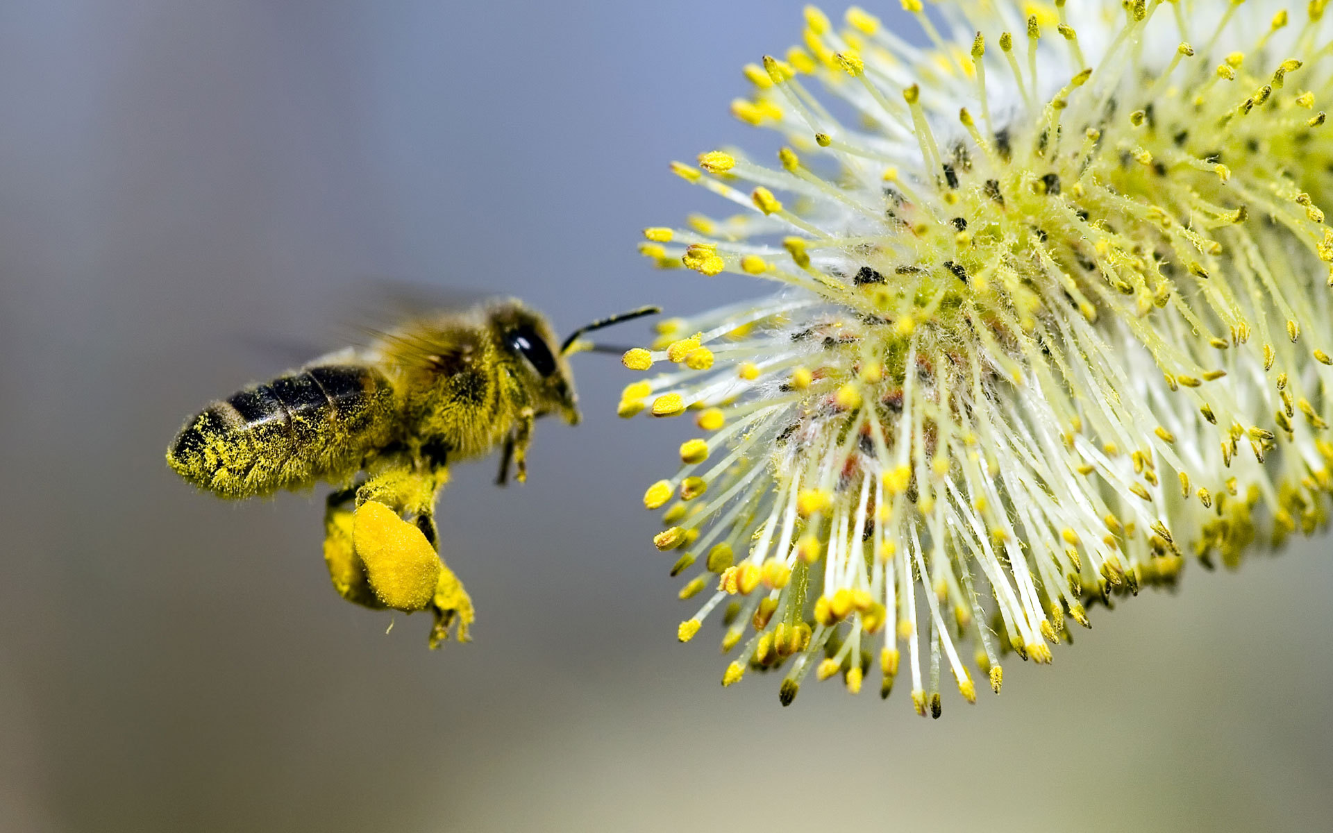 3d обои Пчёлка совершает полезное действо, опыляя цветок  насекомые # 60019