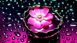 3d обои Розовый цветочек в воде  капли