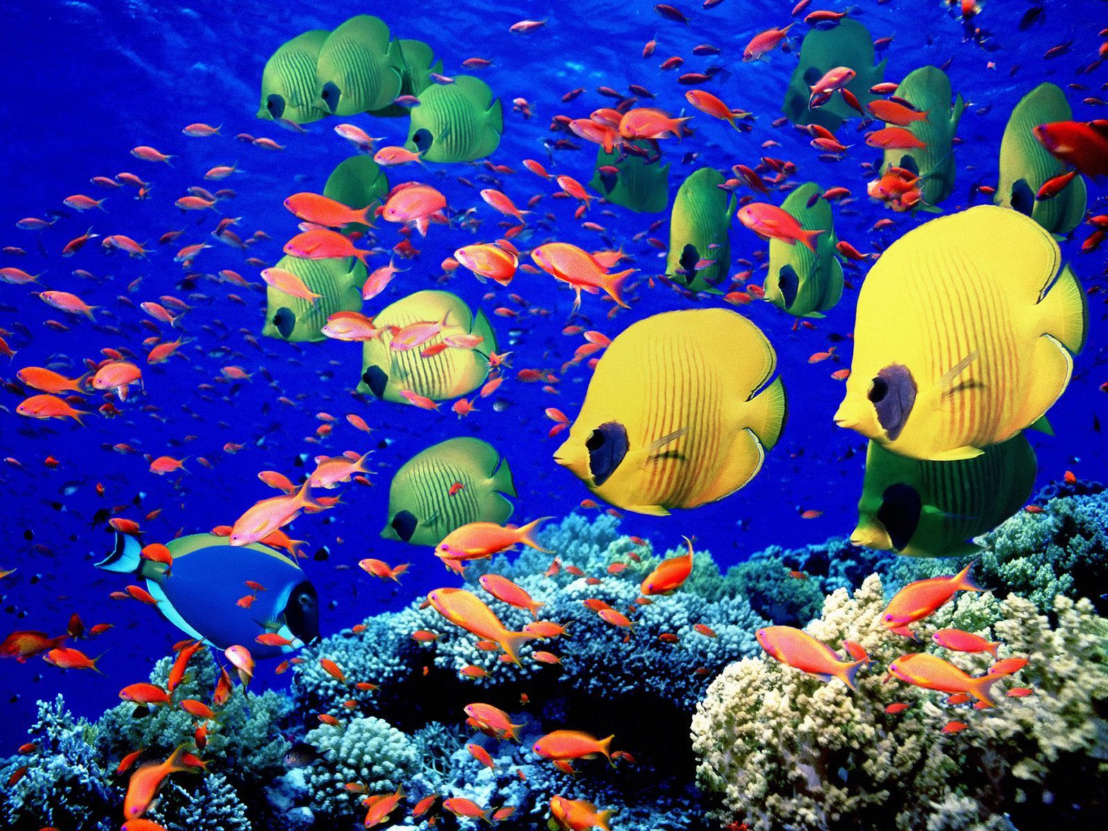 3d обои Подводное царство, стайки красивых тропических рыбок  рыбы # 79504