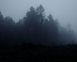 3d обои Сумрак, так таинственно и страшно в таком лесу ночью...  ночь