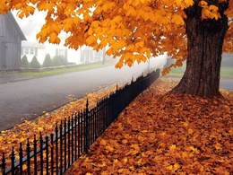 3d обои Осенний клен возле дороги  листья