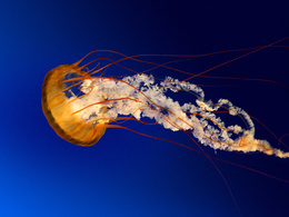3d обои Медуза  подводные