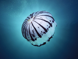 3d обои Медуза  подводные
