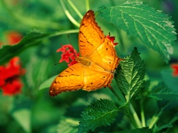 3d обои Оранжевая бабочка  бабочки