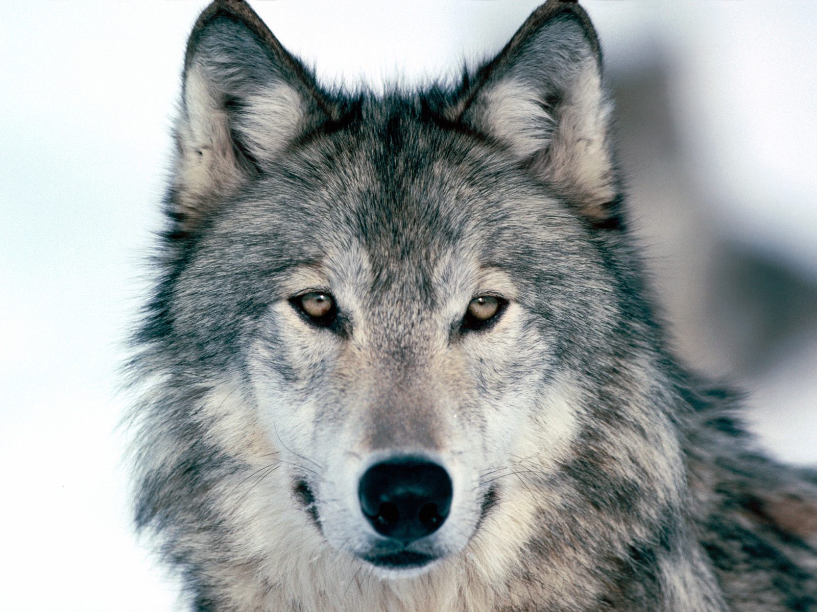3d обои Волк  волки # 23620