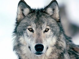 3d обои Волк  волки