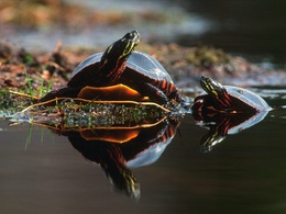 3d обои Черепахи  черепахи