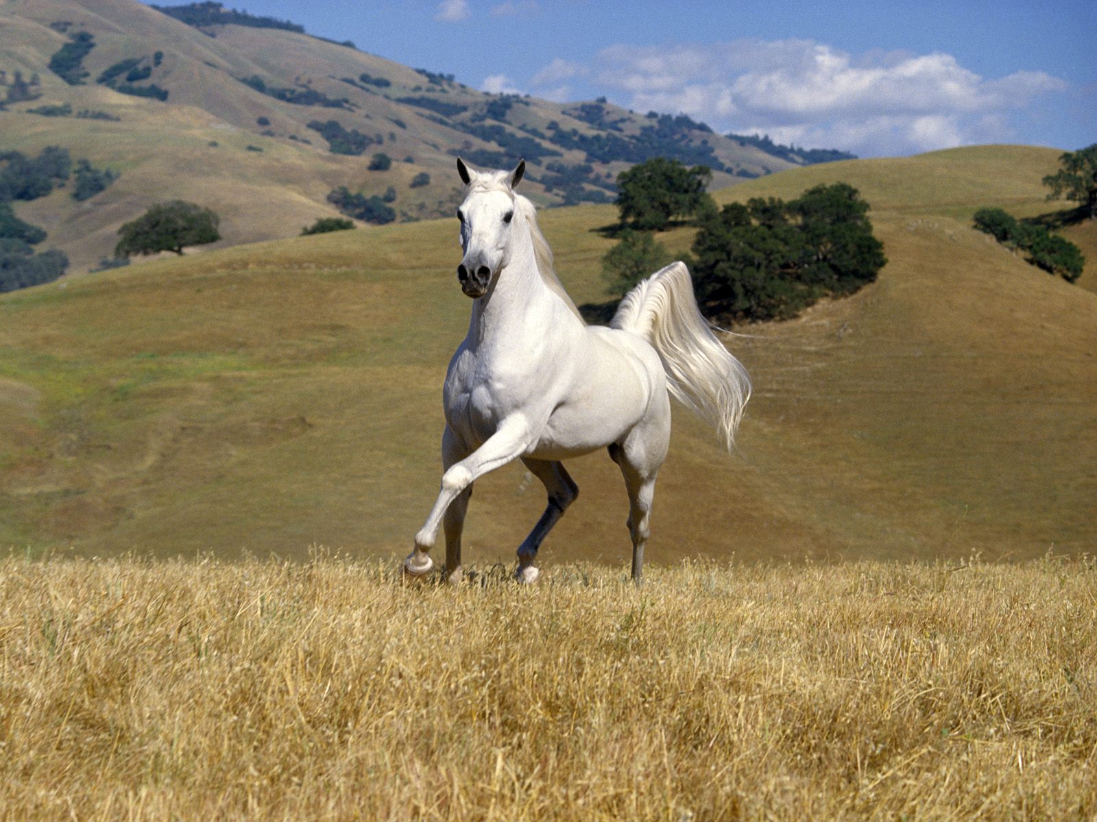 3d обои Конь в поле  лошади # 51389