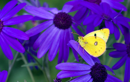 3d обои Желтая бабочка на фиолетовом цветке  бабочки