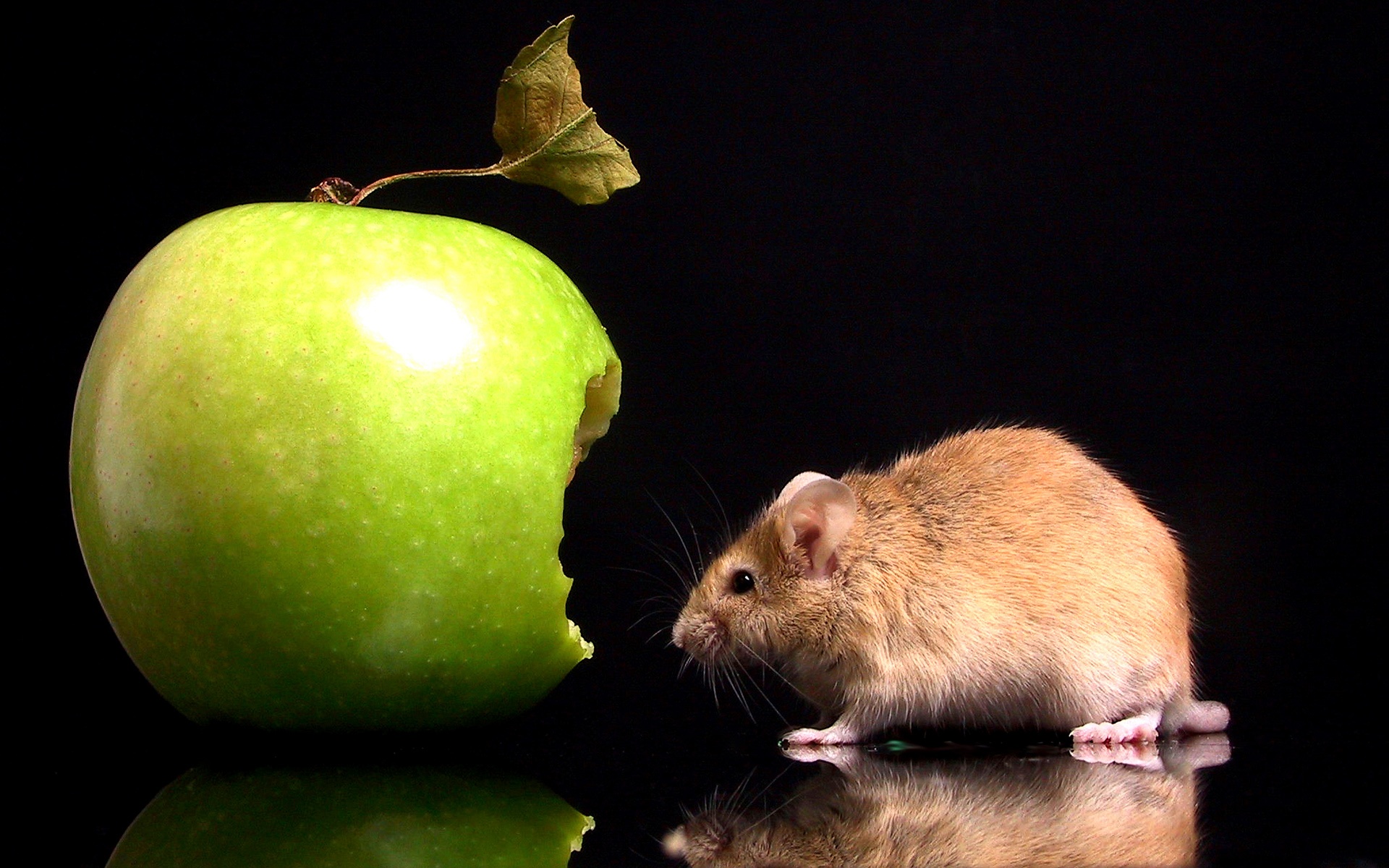3d обои Крыска съела часть яблока  мыши # 59735