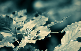 3d обои Бабочка на листочке  листья