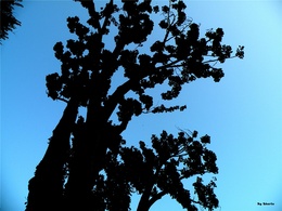 3d обои Чёрное дерево на фоне неба  абстракция