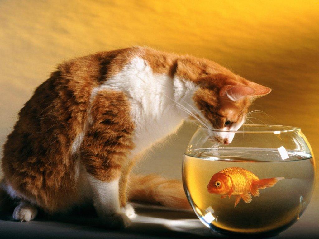 3d обои Рыжая кошка засунула морду в аквариум с золотой рыбкой  рыбы # 79502