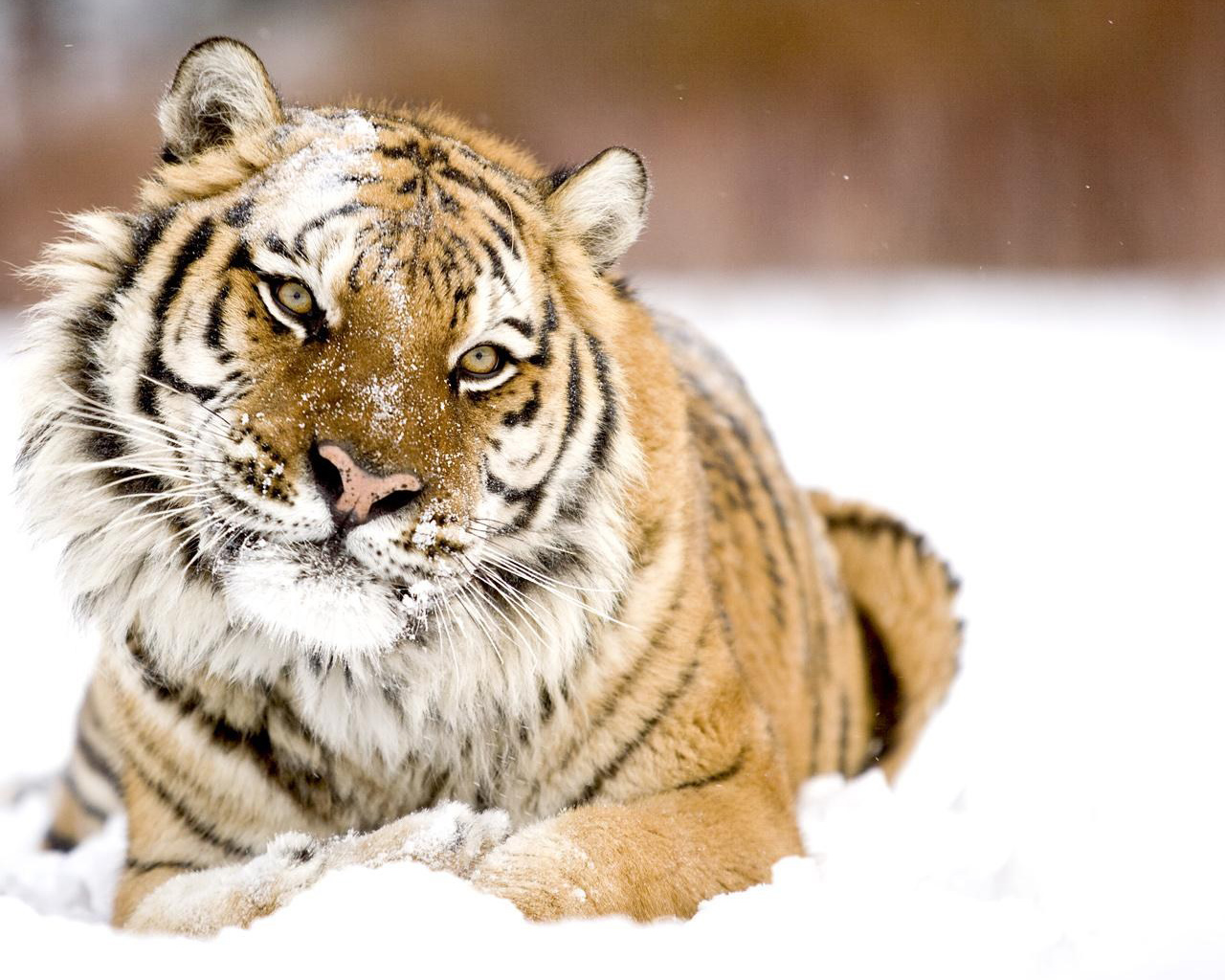 3d обои Тигр на снегу  тигры # 83348
