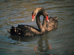 3d обои Два черных лебедя  любовь