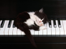 3d обои Котенок заснул на пианино  музыка