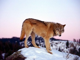 3d обои Волк на фоне заката  зима