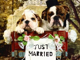 3d обои Just Married  собаки