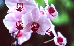 3d обои Орхидеи  1280х800