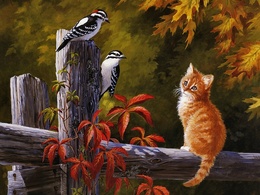 3d обои Рыжий  котенок сидит на заборе  птицы