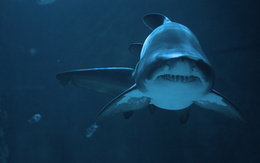 3d обои Улыбка акулы  подводные