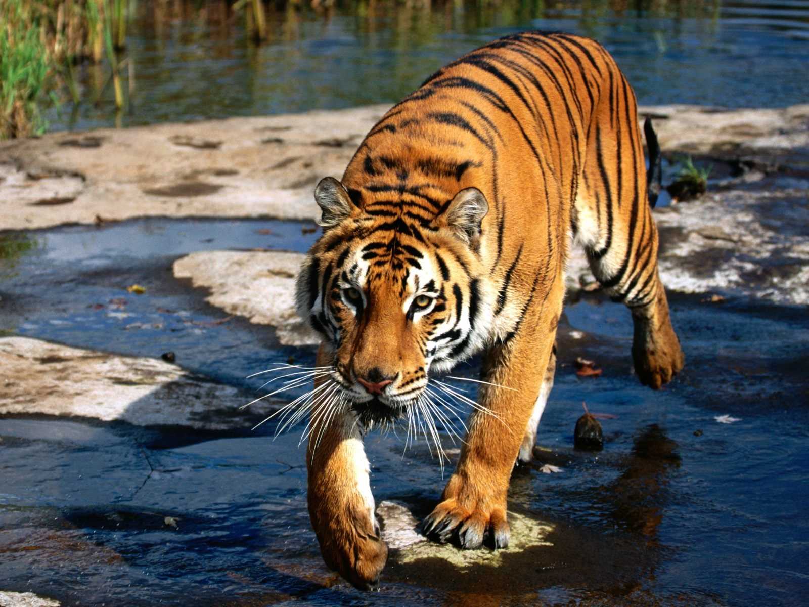3d обои Тигр перебирается на другую сторону реки  тигры # 83346